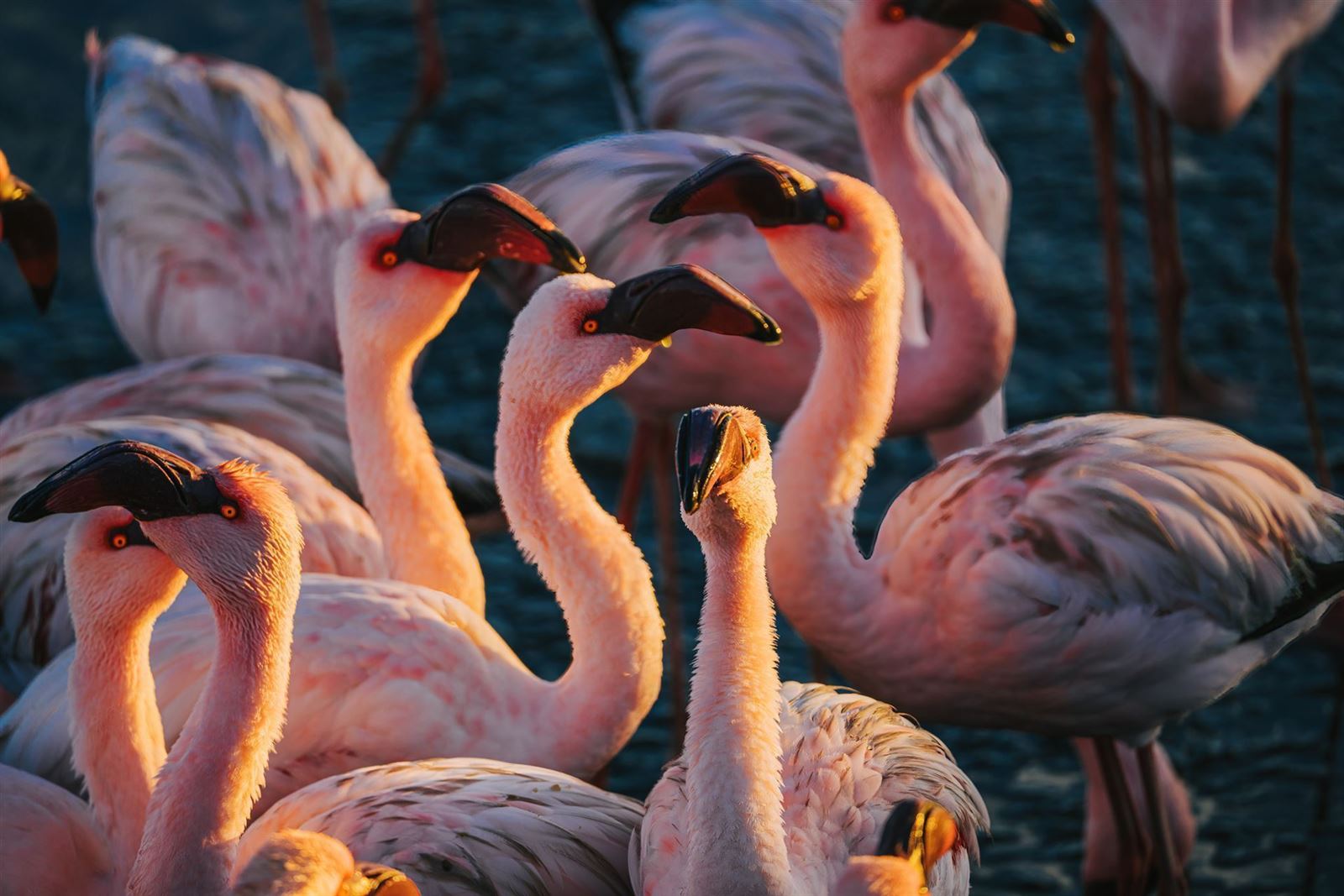 rosa Flamingos am Strand